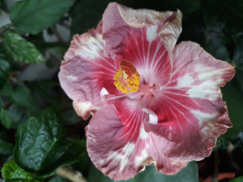  - Asia Rosette Nebula