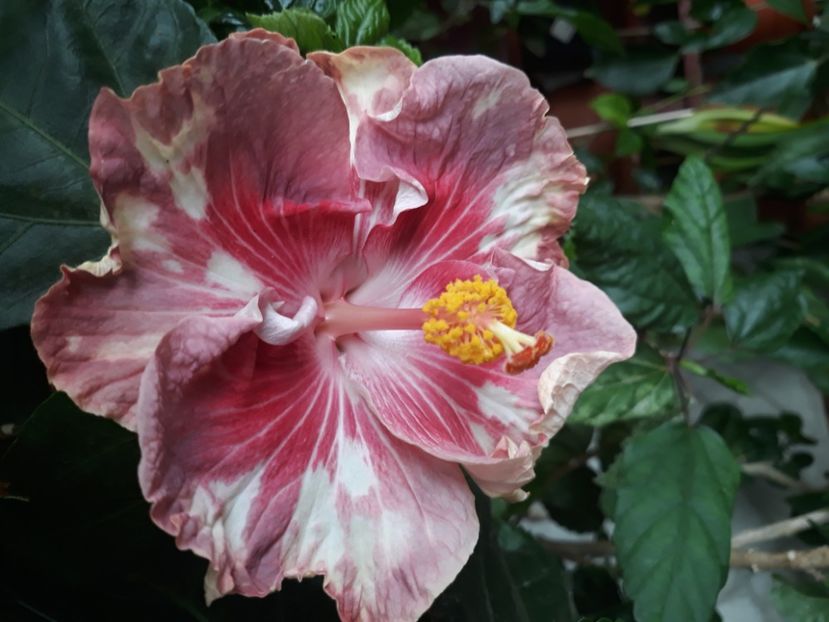  - Asia Rosette Nebula