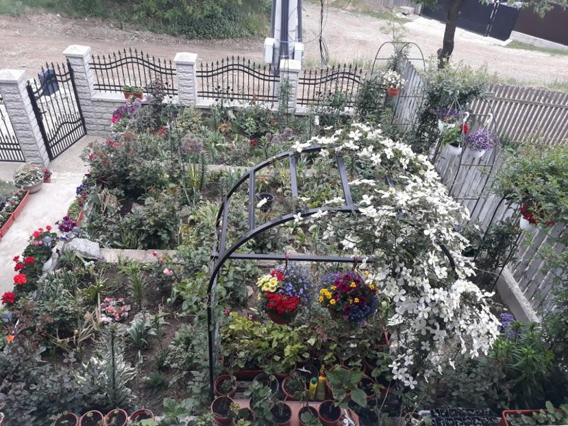  - Clematis montana