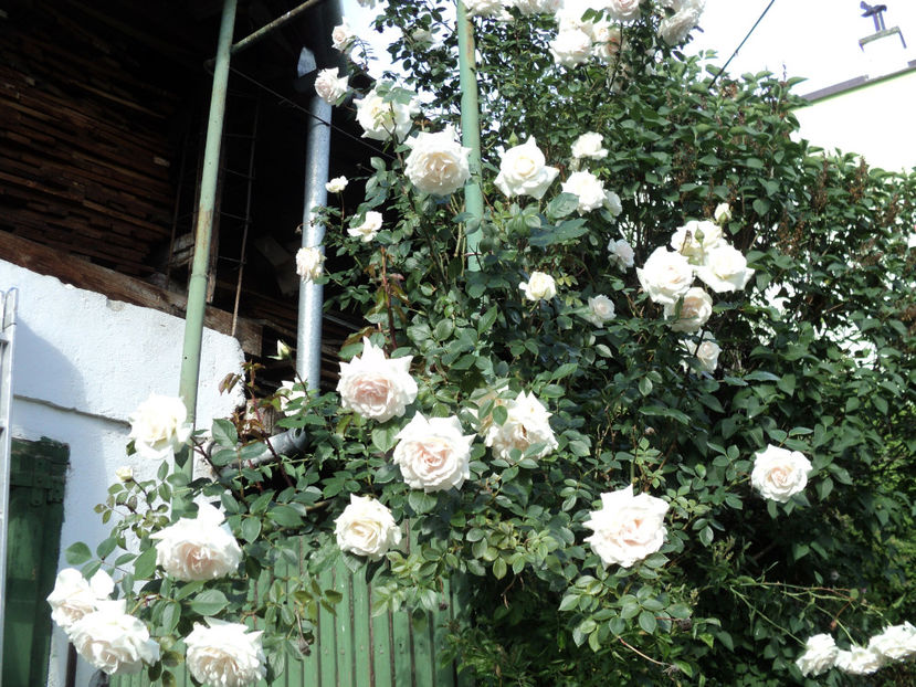 27 mai 2020 - Ilse Krohn superior