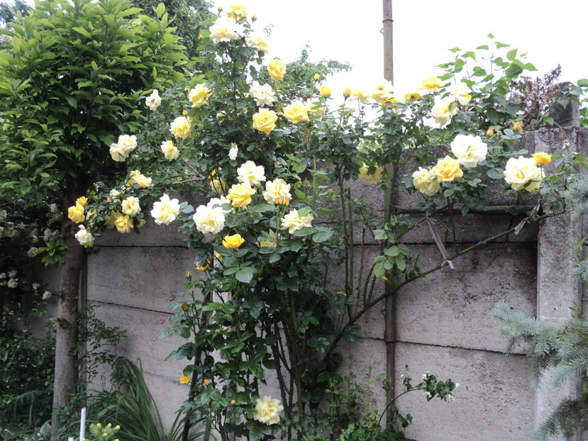 mai 2020 - Necunoscut 4 de la Monik Mabella ?