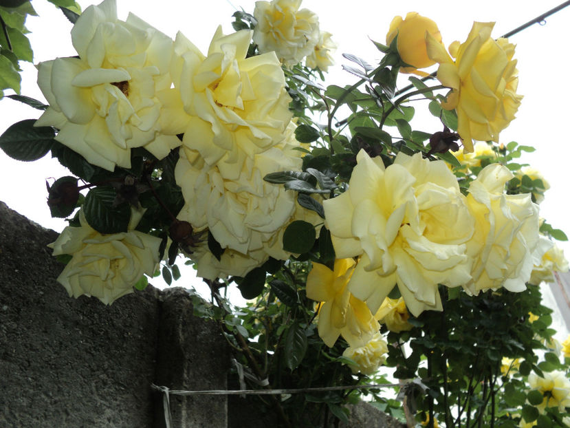  - Necunoscut 4 de la Monik Mabella ?