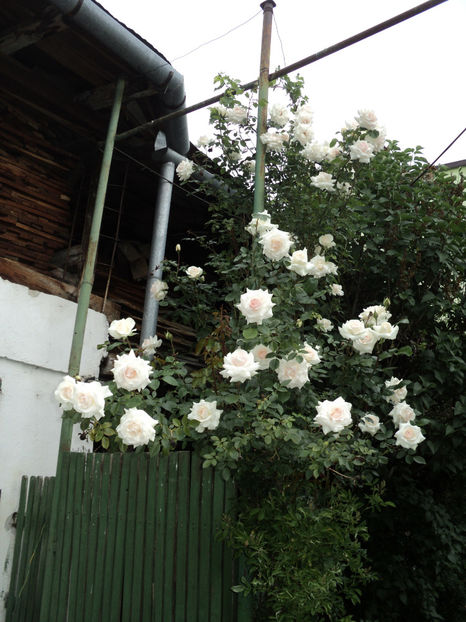  - Ilse Krohn superior