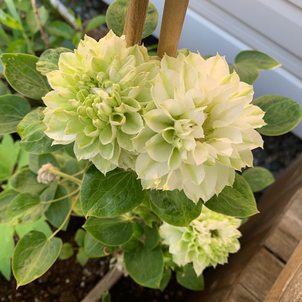  - Jurnalul gradinii 2020