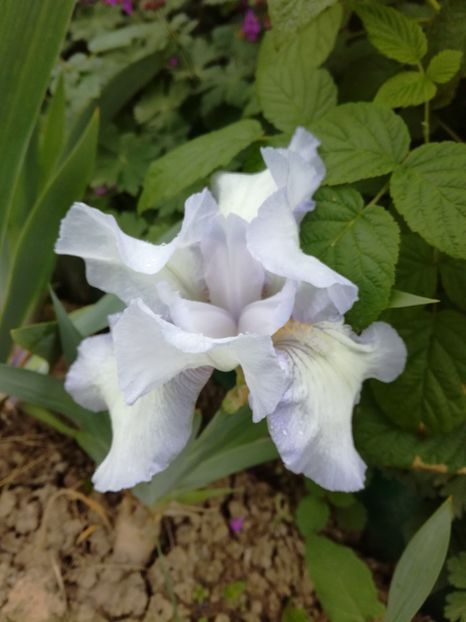 2 - Irisii din gradina mea