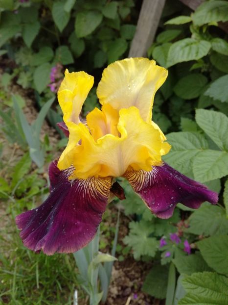  - Irisii din gradina mea