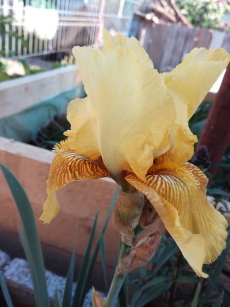 1 - Irisii din gradina mea