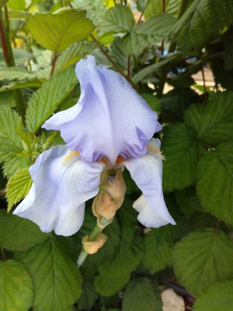 Blue saphire - Irisii din gradina mea