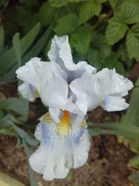  - Irisii din gradina mea