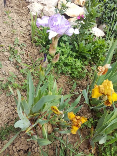  - Irisii din gradina mea