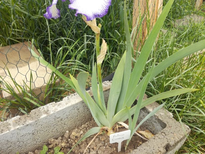  - Irisii din gradina mea