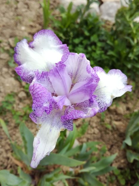  - Irisii din gradina mea
