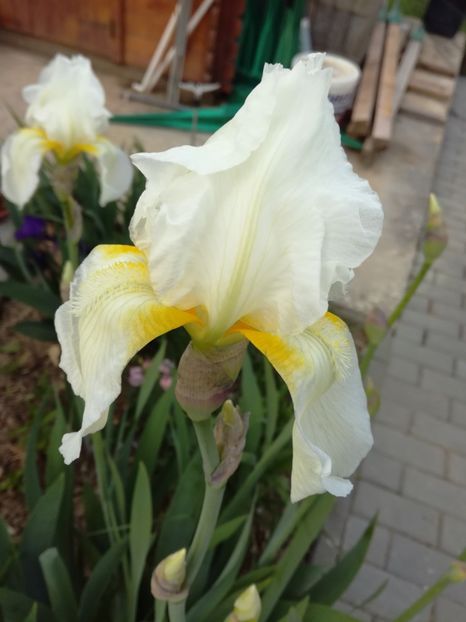  - Irisii din gradina mea