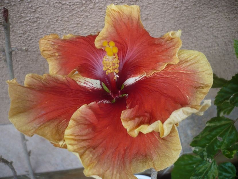 P1440255 - HIBISCUSI 2020-1