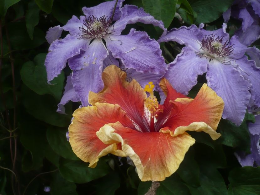 P1440256 - HIBISCUSI 2020-1