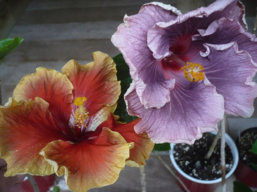 P1440258 - HIBISCUSI 2020-1