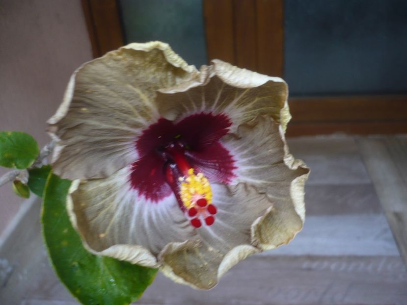 P1440259 - HIBISCUSI 2020-1