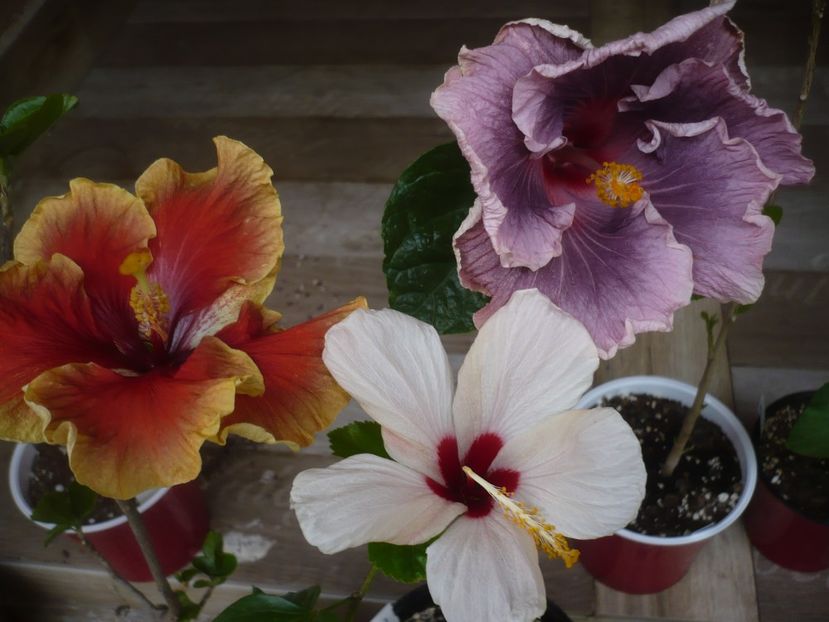 P1440260 - HIBISCUSI 2020-1