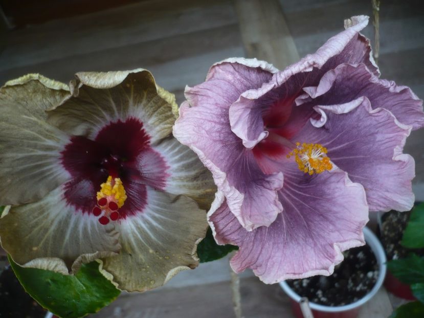 P1440261 - HIBISCUSI 2020-1