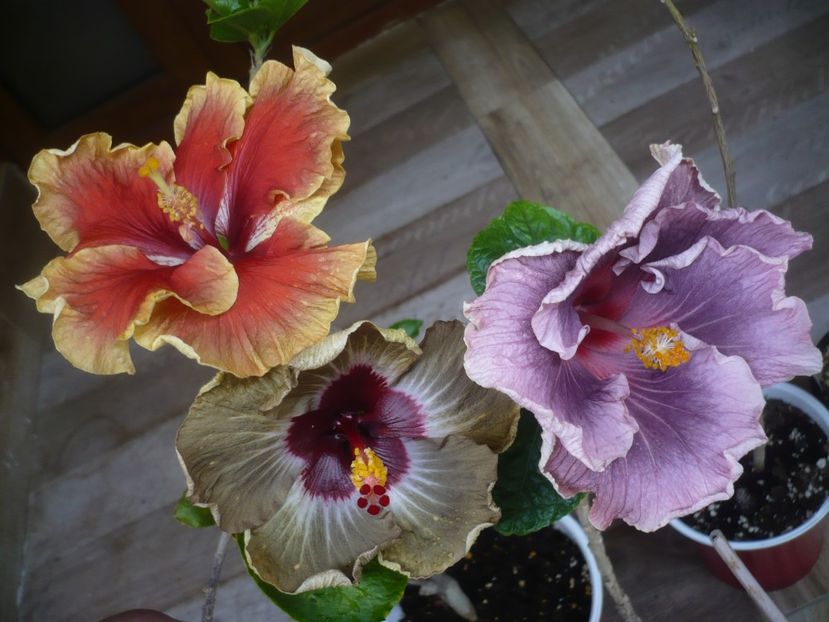 P1440262 - HIBISCUSI 2020-1