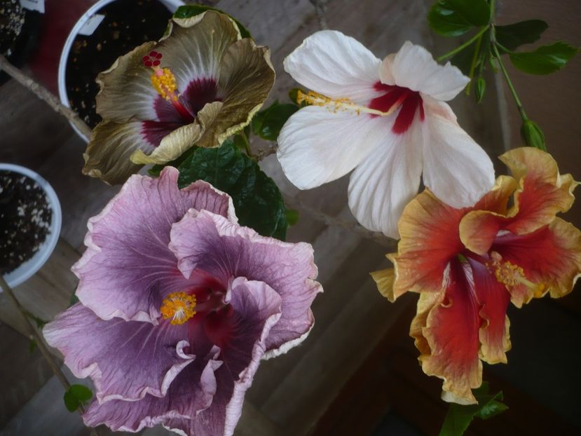 P1440263 - HIBISCUSI 2020-1