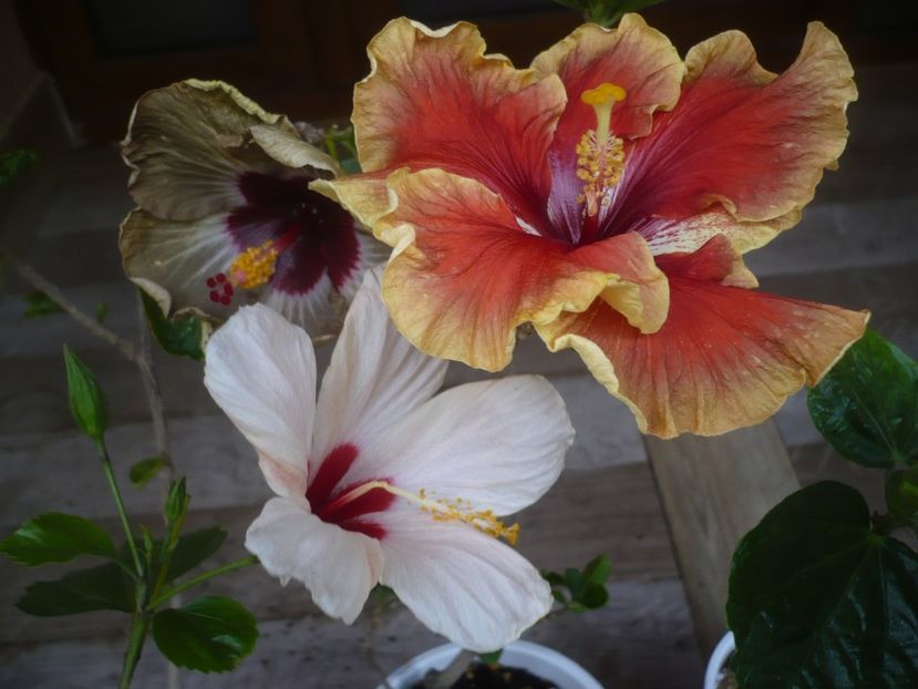 P1440264 - HIBISCUSI 2020-1