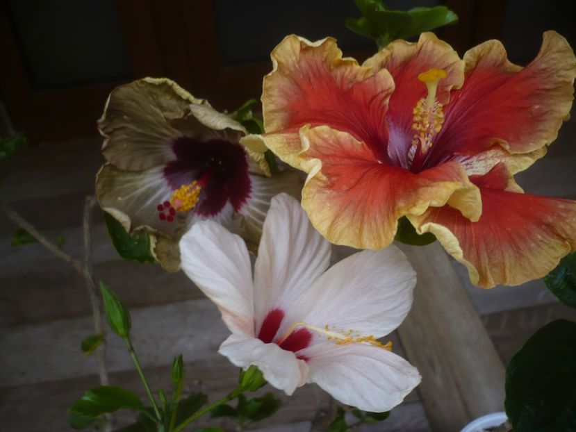 P1440266 - HIBISCUSI 2020-1