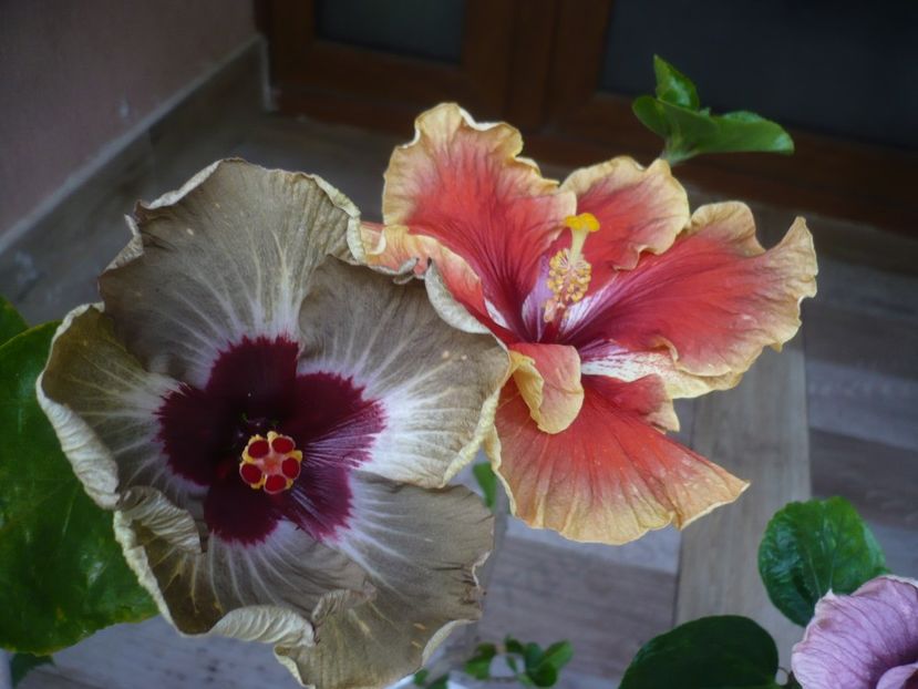 P1440267 - HIBISCUSI 2020-1