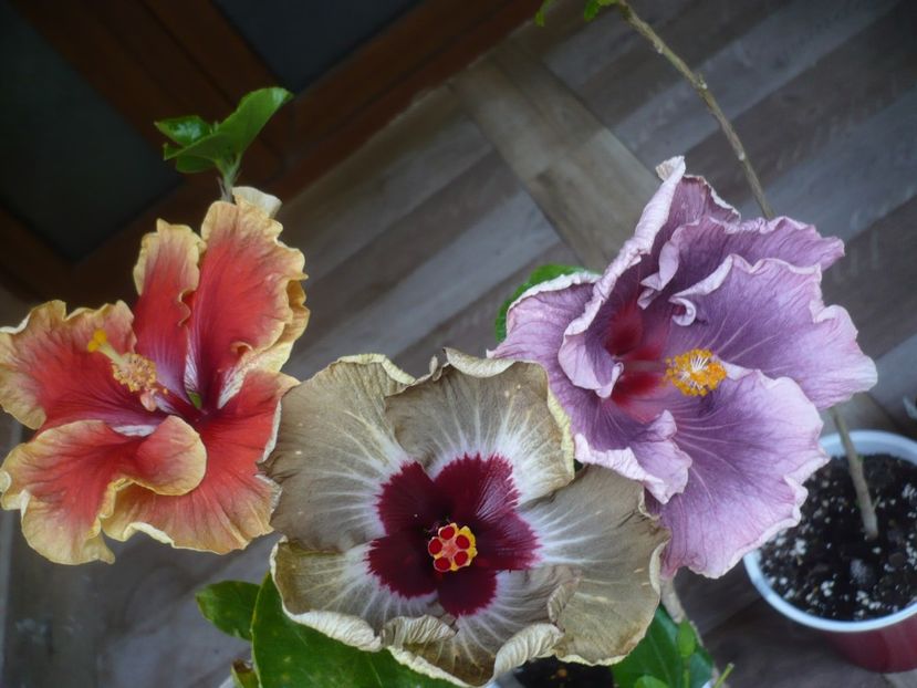 P1440268 - HIBISCUSI 2020-1