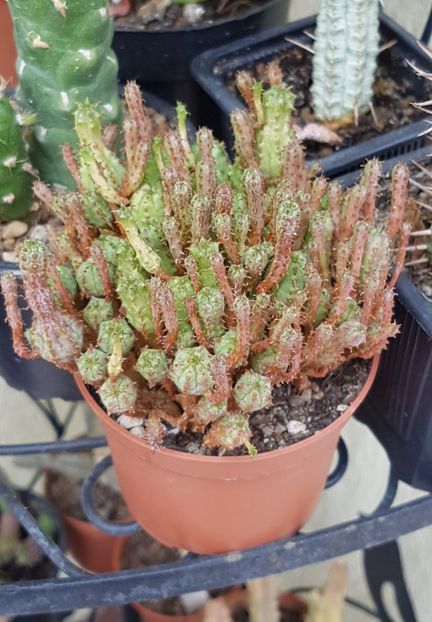 Euphorbia submammillaris - Euphorbia ---