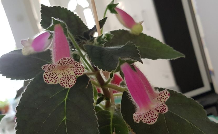 Kohleria Jardin de Monet - Kohleria