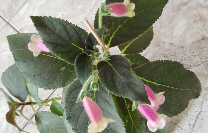 Kohleria Jardin de Monet - Kohleria