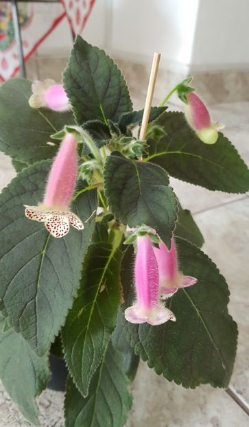 Kohleria Jardin de Monet - Kohleria