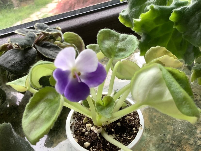 15C8A161-C331-4E99-BDEE-5EE1CF51ED59 - Senk s Fantasy Wasp Variant