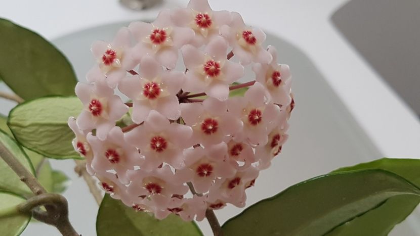 Aceeasi hoya, din nou inflorita - Hoya