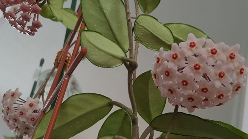 Aceeasi hoya, din nou inflorita - Hoya