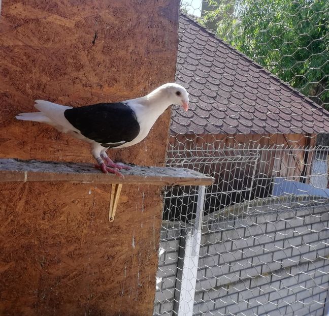  - Voiajori liști tineret 2019-2020