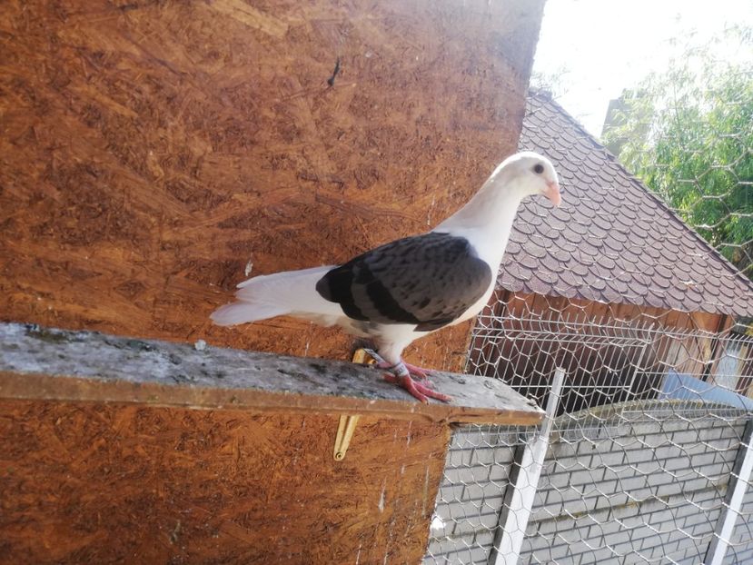  - Voiajori liști tineret 2019-2020