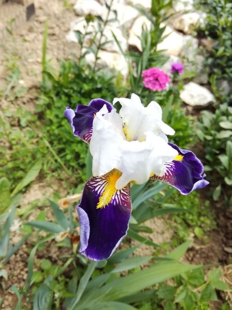 3 - posibil Noctambule - Irisii din gradina mea