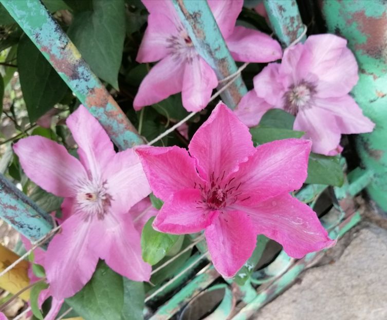  - 2020 clematite