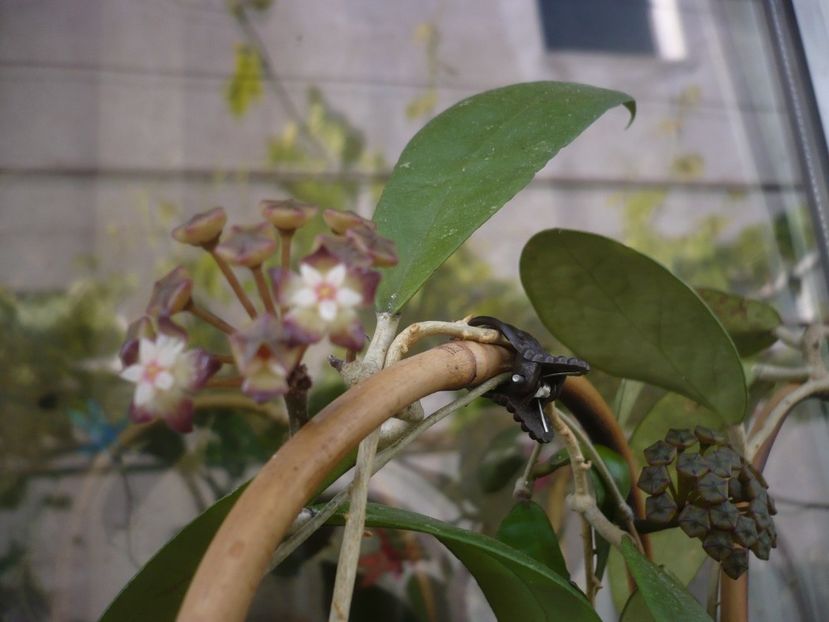 27.05.2020 - HOYA 2020-1