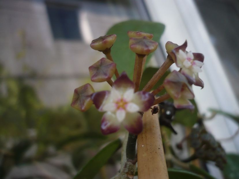 P1440270 - HOYA 2020-1