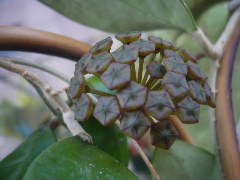 P1440271 - HOYA 2020-1