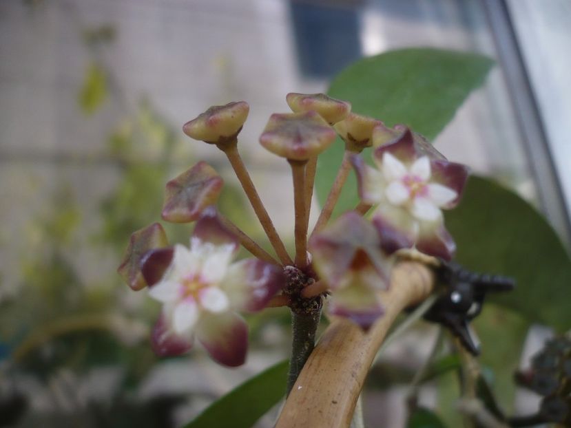 P1440272 - HOYA 2020-1