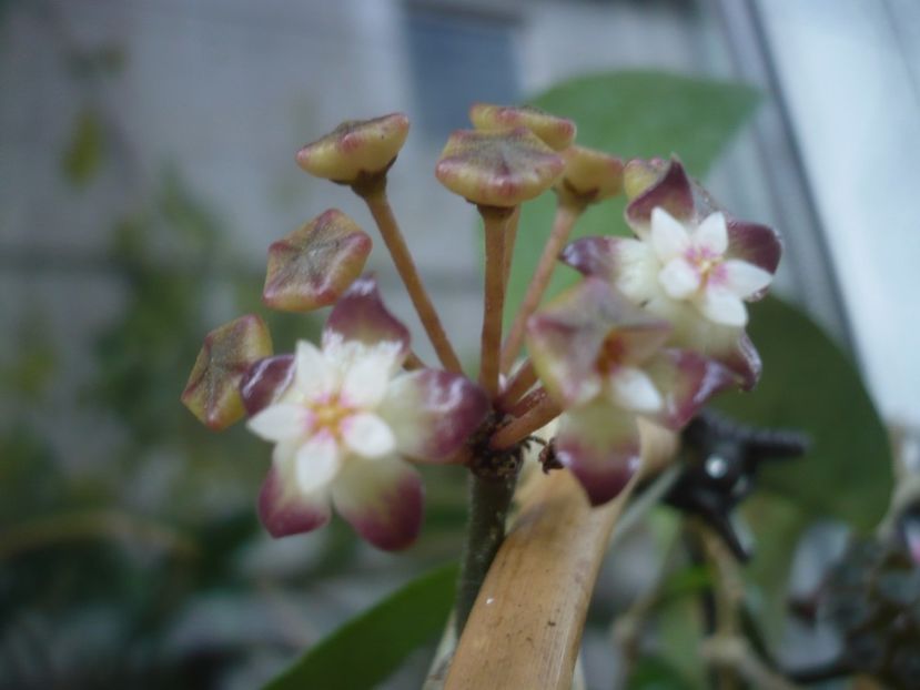 P1440273 - HOYA 2020-1