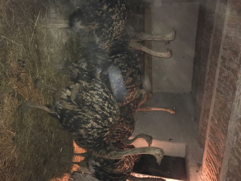 1ABFC78A-BB9F-4A82-A4A3-03C967590FBA - Strut negru african