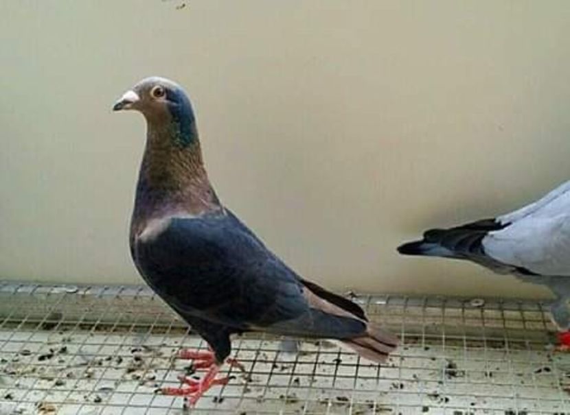  - NU AMI APARTIN 2020