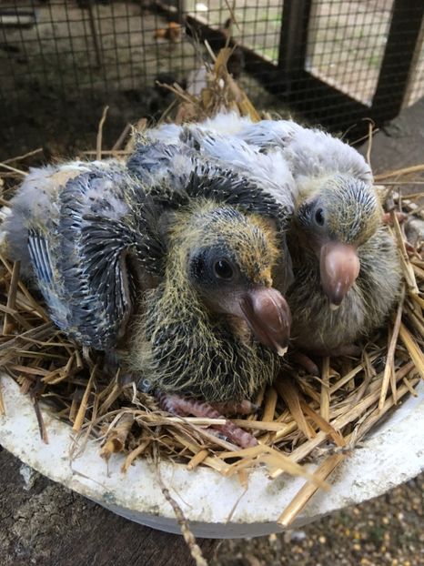 2DD9DB6F-EA91-43FF-8155-969928D3ABA4 - Pui AGH 2020