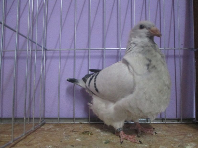 03010-20 - Tineret 2020