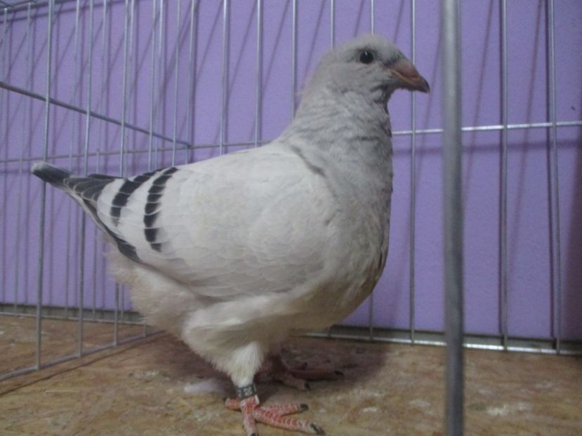 03012-20 - Tineret 2020